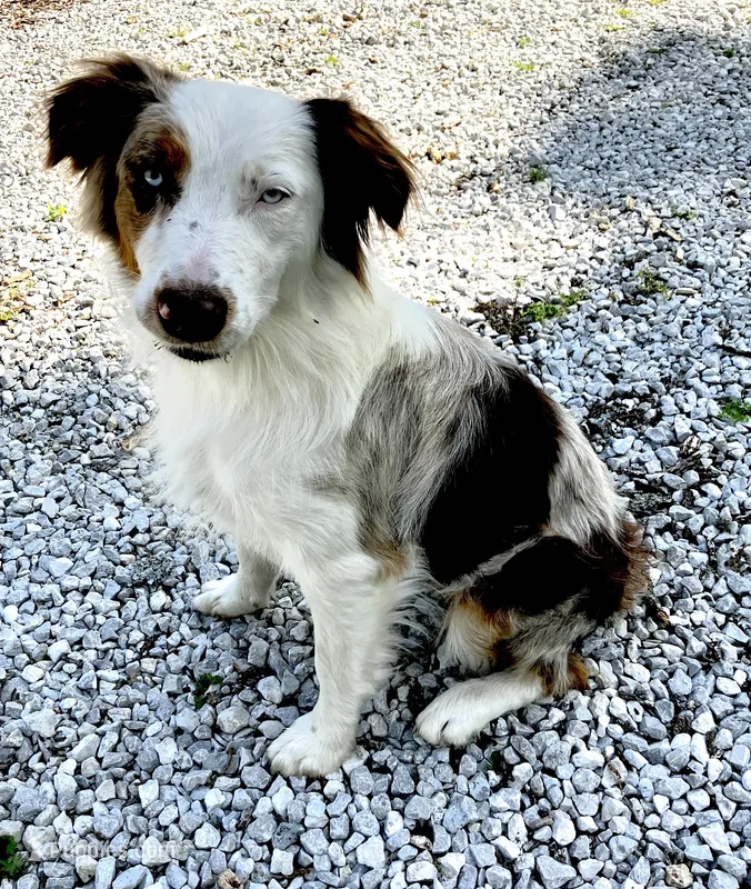 Rosie – Australian Shepherd puppy for sale in Neosho, MO
