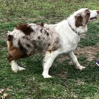 Rosie, a female Australian Shepherd for sale in Neosho, MO – Photo 2 of 5