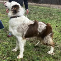 Rosie, a female Australian Shepherd for sale in Neosho, MO – Photo 4 of 5
