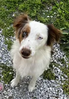 Rosie, a female Australian Shepherd for sale in Neosho, MO – Photo 8 of 10