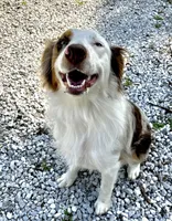 Rosie, a female Australian Shepherd for sale in Neosho, MO – Photo 4 of 10