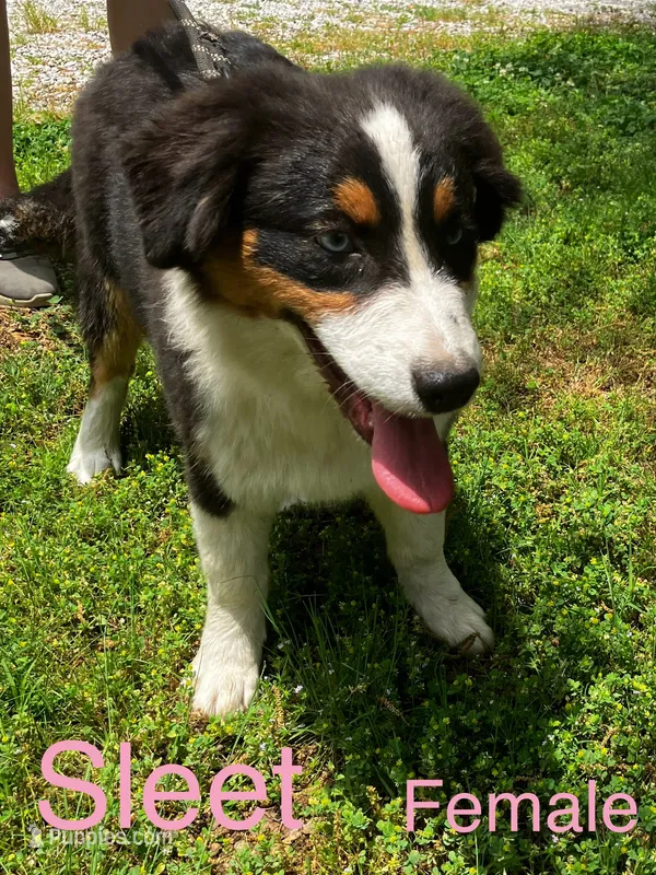 Sleet – Australian Shepherd puppy for sale in Neosho, MO