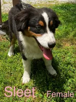Sleet, a female Australian Shepherd for sale in Neosho, MO – 1 of 8