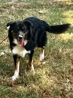 Blackout, a male Australian Shepherd for sale in Neosho, MO – 2 of 10