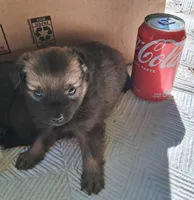 Bindy, a female Chihuahua and Toy Australian Shepherd for sale in Smithfield, VA – Photo 2 of 10