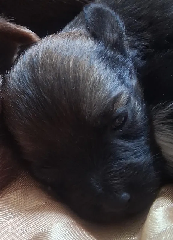 Bindy – Chihuahua, Toy Australian Shepherd puppy for sale in Smithfield, VA