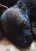 Bindy, a female Chihuahua and Toy Australian Shepherd for sale in Smithfield, VA – Photo 1 of 2