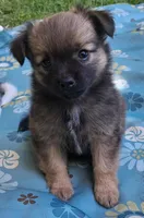 Bindy, a female Chihuahua and Toy Australian Shepherd for sale in Smithfield, VA – 1 of 10