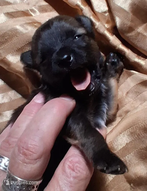 Bindy – Chihuahua, Toy Australian Shepherd puppy for sale in Smithfield, VA