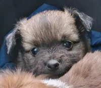 Bindy, a female Chihuahua and Toy Australian Shepherd for sale in Smithfield, VA – Photo 3 of 10