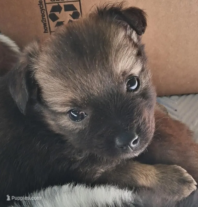 Bindy, a female Chihuahua and Toy Australian Shepherd for sale in Smithfield, VA – Photo 1 of 10