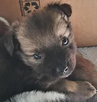 Bindy, a female Chihuahua and Toy Australian Shepherd for sale in Smithfield, VA – Photo 1 of 10