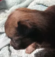 Bindy, a female Chihuahua and Toy Australian Shepherd for sale in Smithfield, VA – Photo 7 of 10