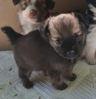 Bindy, a female Chihuahua and Toy Australian Shepherd for sale in Smithfield, VA – Photo 4 of 10