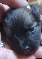 Bindy, a female Chihuahua and Toy Australian Shepherd for sale in Smithfield, VA – Photo 2 of 2
