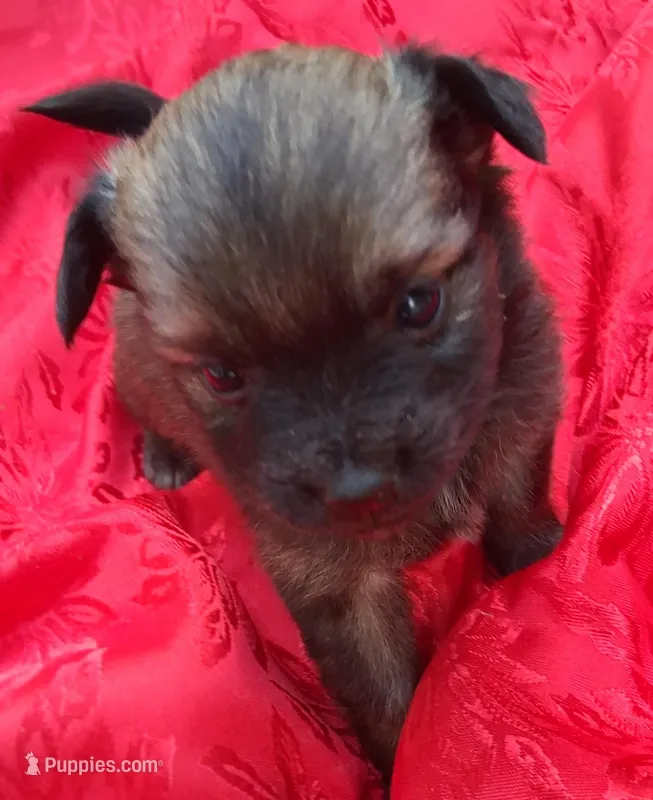 Bindy – Chihuahua, Toy Australian Shepherd puppy for sale in Smithfield, VA