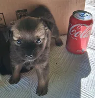 Bindy, a female Chihuahua and Toy Australian Shepherd for sale in Smithfield, VA – Photo 8 of 10