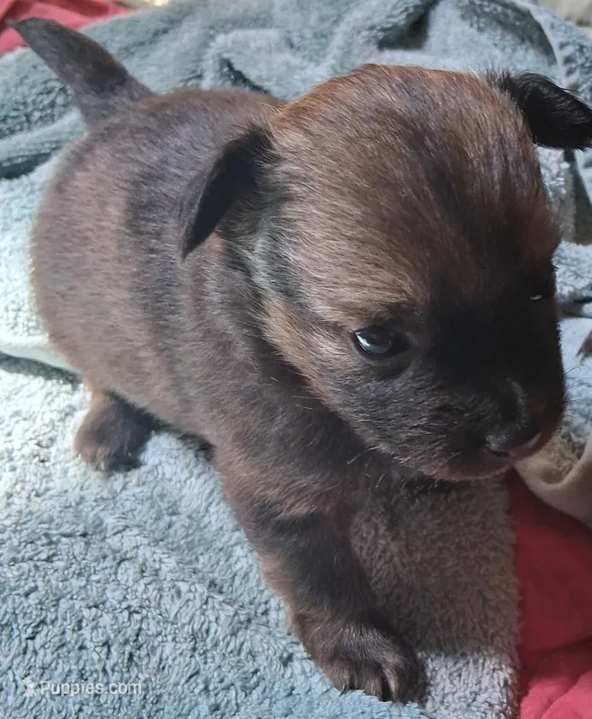 Bindy – Chihuahua, Toy Australian Shepherd puppy for sale in Smithfield, VA