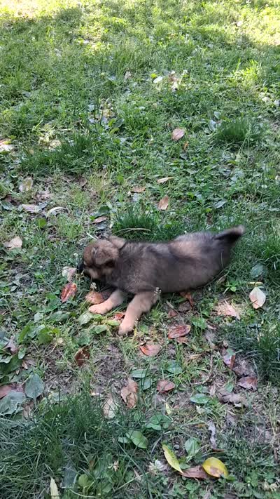 Tux, a male Chihuahua and Toy Australian Shepherd for sale in Smithfield, VA – 10 of 10