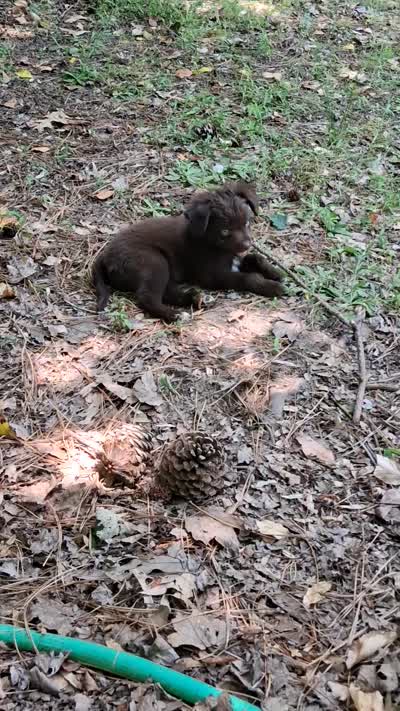 Hershey, a male Chihuahua and Toy Australian Shepherd for sale in Smithfield, VA – 10 of 10