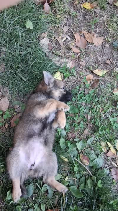 Bindy, a female Chihuahua and Toy Australian Shepherd for sale in Smithfield, VA – 9 of 10