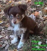 Cocoa, a female Chihuahua and Toy Australian Shepherd for sale in Smithfield, VA – Photo 6 of 7