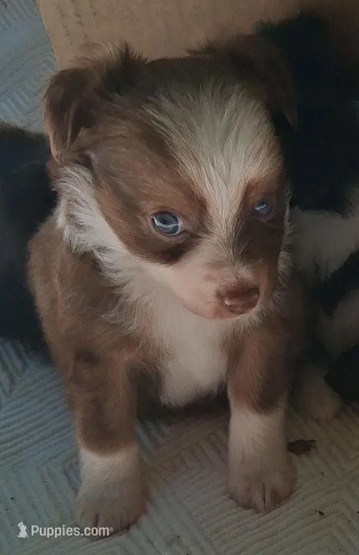 Cocoa – Chihuahua, Toy Australian Shepherd puppy for sale in Smithfield, VA