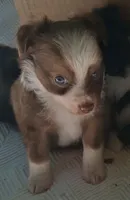 Cocoa, a female Chihuahua and Toy Australian Shepherd for sale in Smithfield, VA – 1 of 10