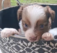 Cocoa, a female Chihuahua and Toy Australian Shepherd for sale in Smithfield, VA – 5 of 10