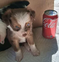 Cocoa, a female Chihuahua and Toy Australian Shepherd for sale in Smithfield, VA – 4 of 10