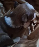 Cocoa, a female Chihuahua and Toy Australian Shepherd for sale in Smithfield, VA – Photo 4 of 4