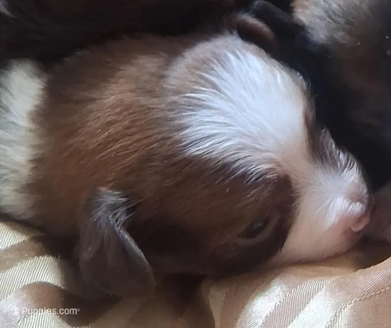 Cocoa – Chihuahua, Toy Australian Shepherd puppy for sale in Smithfield, VA
