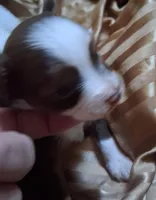 Cocoa, a female Chihuahua and Toy Australian Shepherd for sale in Smithfield, VA – Photo 3 of 4