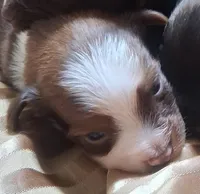 Cocoa, a female Chihuahua and Toy Australian Shepherd for sale in Smithfield, VA – Photo 2 of 4