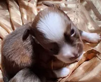 Cocoa, a female Chihuahua and Toy Australian Shepherd for sale in Smithfield, VA – Photo 5 of 7