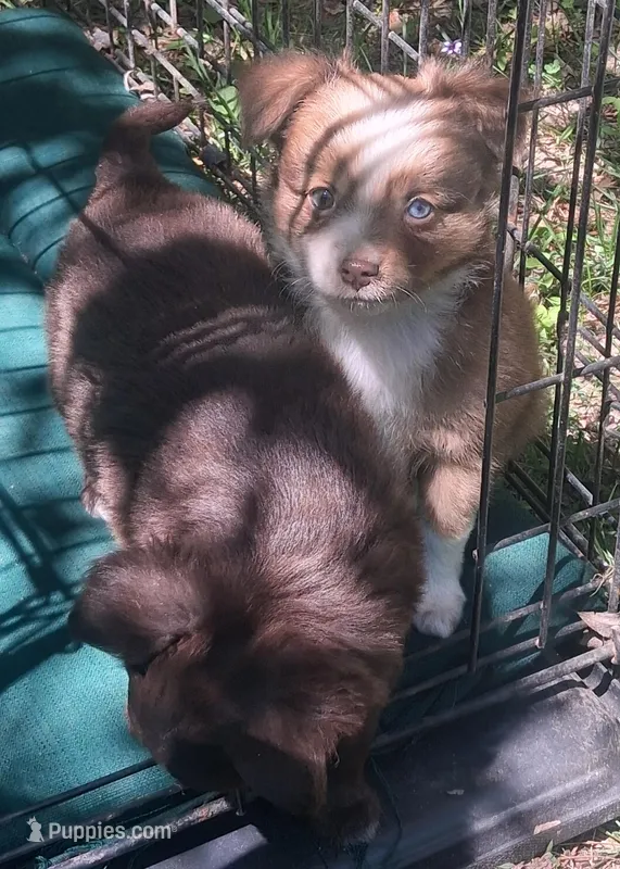 Cocoa – Chihuahua, Toy Australian Shepherd puppy for sale in Smithfield, VA