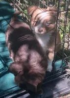 Cocoa, a female Chihuahua and Toy Australian Shepherd for sale in Smithfield, VA – 2 of 10