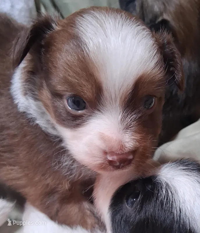 Cocoa – Chihuahua, Toy Australian Shepherd puppy for sale in Smithfield, VA