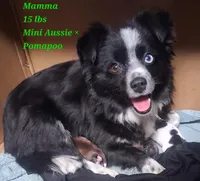Cocoa, a female Chihuahua and Toy Australian Shepherd for sale in Smithfield, VA – Photo 7 of 7