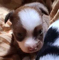 Cocoa, a female Chihuahua and Toy Australian Shepherd for sale in Smithfield, VA – Photo 1 of 7