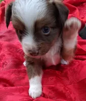 Cocoa, a female Chihuahua and Toy Australian Shepherd for sale in Smithfield, VA – 3 of 10