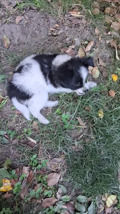 Tux, a male Chihuahua and Toy Australian Shepherd for sale in Smithfield, VA – 9 of 10
