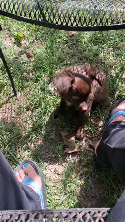 Bindy*** HAS BEEN ADOPTED***, a female Chihuahua and Toy Australian Shepherd for sale in Smithfield, VA – 10 of 10