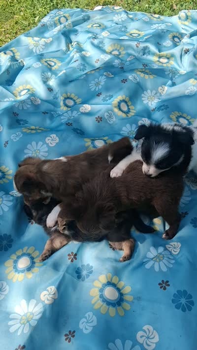 Bindy, a female Chihuahua and Toy Australian Shepherd for sale in Smithfield, VA – 8 of 10