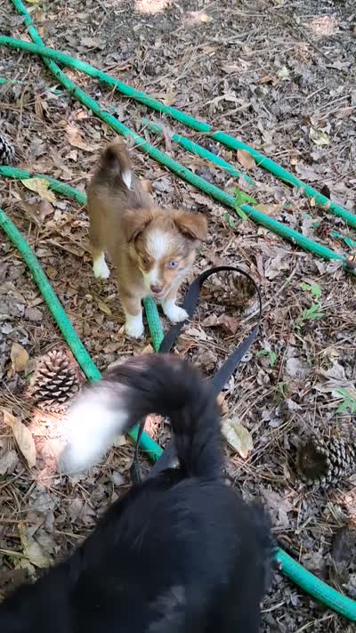 Cocoa, a female Chihuahua and Toy Australian Shepherd for sale in Smithfield, VA – 10 of 10