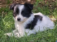 Tux, a male Chihuahua and Toy Australian Shepherd for sale in Smithfield, VA – 1 of 10