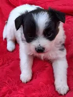 Tux, a male Chihuahua and Toy Australian Shepherd for sale in Smithfield, VA – 5 of 10