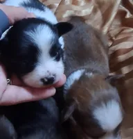 Tux, a male Chihuahua and Toy Australian Shepherd for sale in Smithfield, VA – Photo 4 of 5