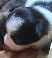 Tux, a male Chihuahua and Toy Australian Shepherd for sale in Smithfield, VA – Photo 2 of 5