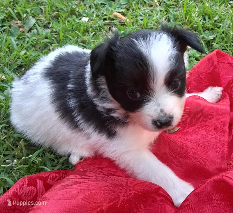 Tux – Chihuahua, Toy Australian Shepherd puppy for sale in Smithfield, VA